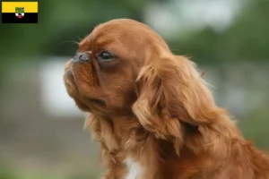 Read more about the article Criadores de King Charles Spaniel e cachorros em Saxónia-Anhalt