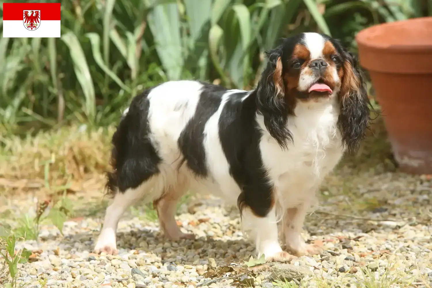 King Charles Spaniel cachorros e criadores Brandenburg Aqui pode encontrar criadores de King Charles Spaniels em Brandenburg.