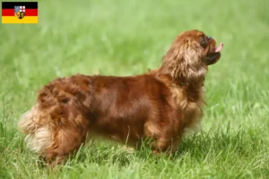 Read more about the article Criadores de King Charles Spaniel e cachorros em Saarland
