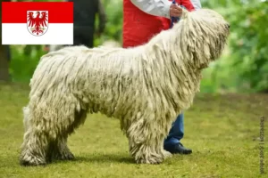 Read more about the article Komondor criadores e cachorros em Brandenburg