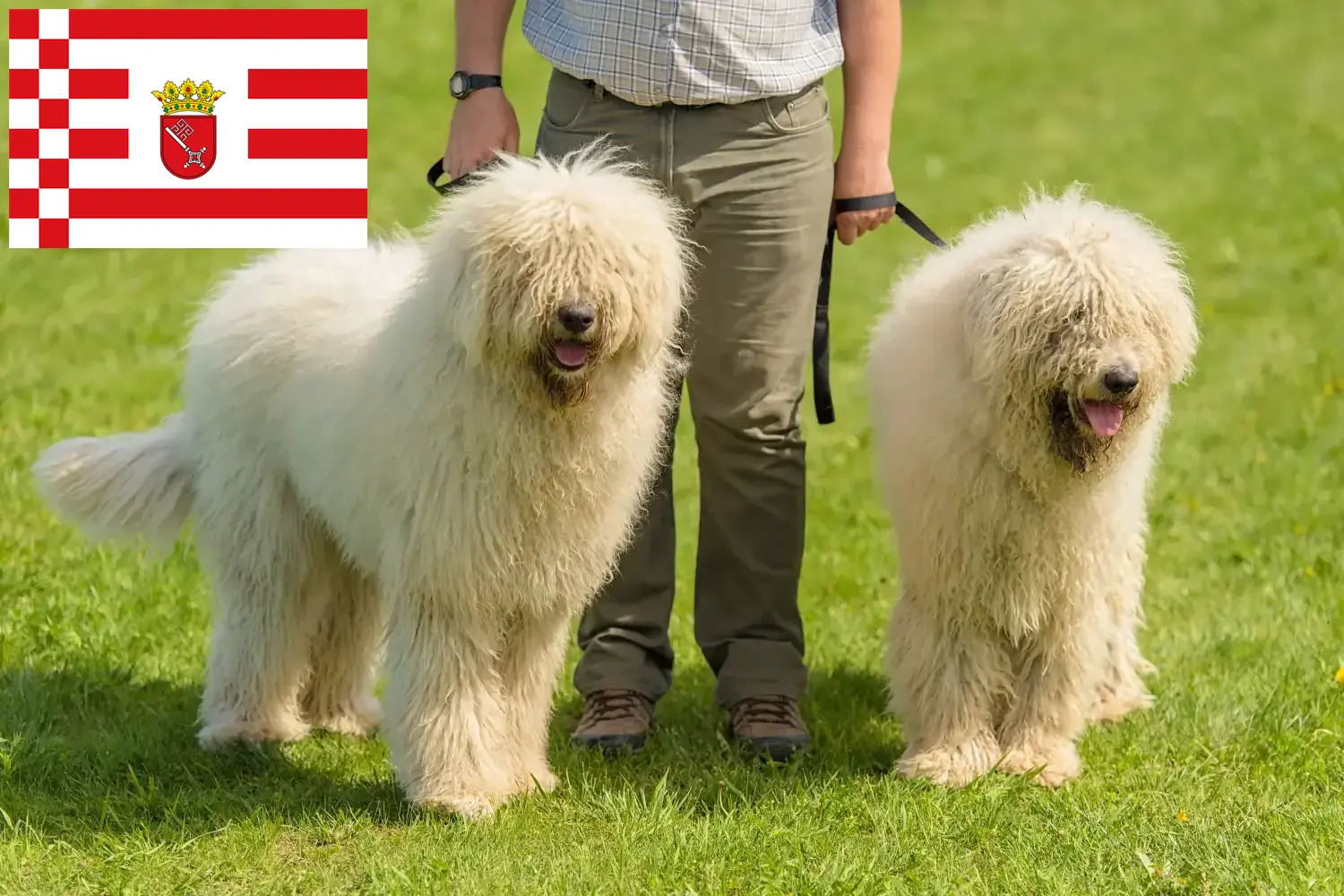 Komondor cachorros e criadores Bremen Aqui pode encontrar criadores de Komondore em Bremen.