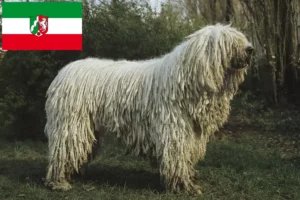 Read more about the article Criadores de Komondor e cachorros na Renânia do Norte-Vestefália
