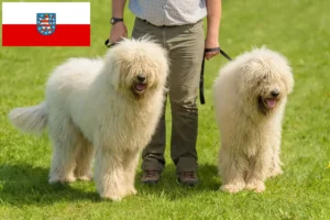 Read more about the article Criadores de Komondor e cachorros na Turíngia