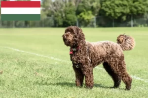 Read more about the article Criadores de Labradoodle e cachorros na Hungria