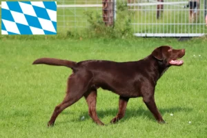 Read more about the article Criadores de Labrador e cachorros na Baviera