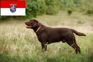 Read more about the article Criadores de Labrador e cachorros em Hessen