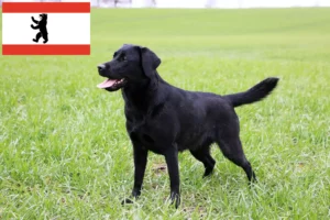 Read more about the article Criadores de Labrador e cachorros em Berlim