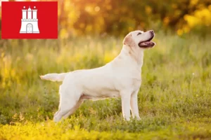Read more about the article Criadores de Labrador e cachorros em Hamburgo