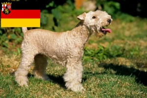 Read more about the article Criadores de Lakeland Terrier e cachorros em Renânia-Palatinado
