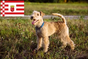 Read more about the article Criadores de Lakeland Terrier e cachorros em Bremen