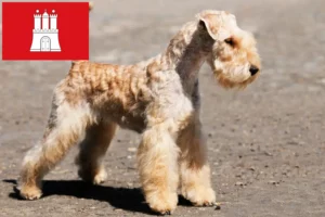 Read more about the article Criadores de Lakeland Terrier e cachorros em Hamburgo
