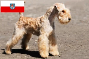 Read more about the article Criadores de Lakeland Terrier e cachorros em Thuringia
