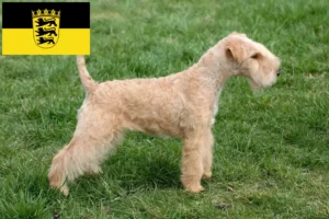 Read more about the article Criadores de Lakeland Terrier e cachorros em Baden-Württemberg