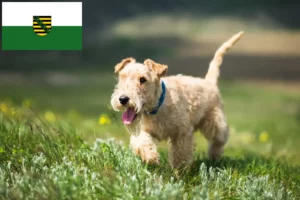 Read more about the article Criadores de Lakeland Terrier e cachorros em Saxónia