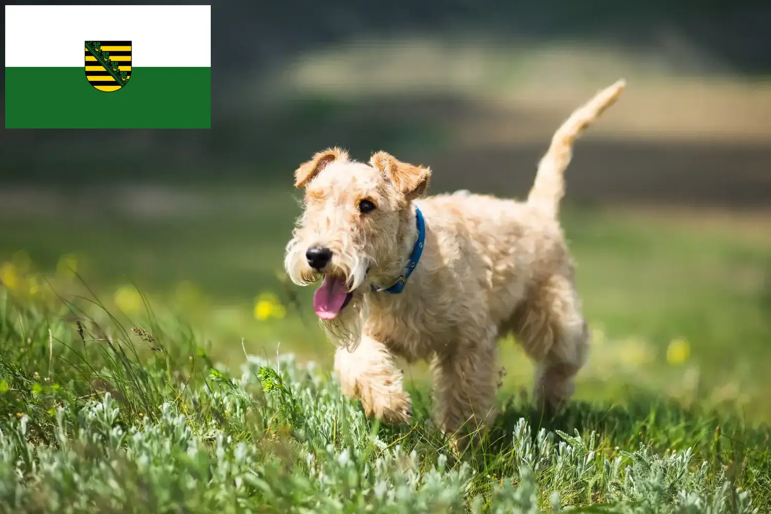 Lakeland Terrier cachorros e criadores Saxónia Aqui pode encontrar criadores de Lakeland Terrier em Saxónia.