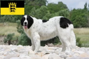 Read more about the article Landseer criadores e cachorros em Baden-Württemberg