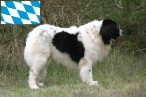 Read more about the article Landseer criadores e cachorros na Baviera