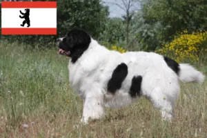 Read more about the article Landseer criadores e cachorros em Berlim