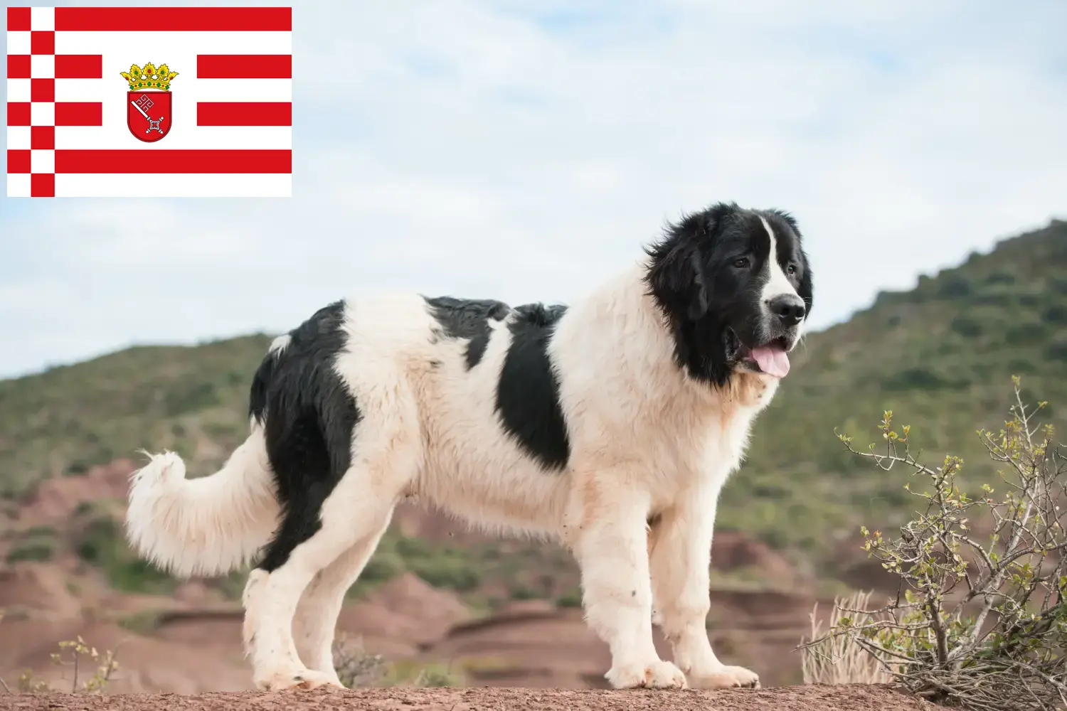 Landseer cachorros e criador Bremen Encontre aqui criadores de Landseer em Bremen.