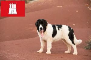 Read more about the article Landseer criadores e cachorros em Hamburgo