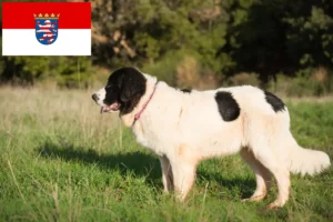 Read more about the article Landseer criadores e cachorros em Hessen