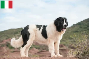 Read more about the article Landseer criadores e cachorros em Itália