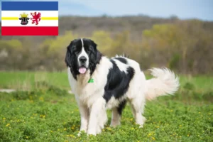 Read more about the article Landseer criadores e cachorros em Mecklenburg-Vorpommern