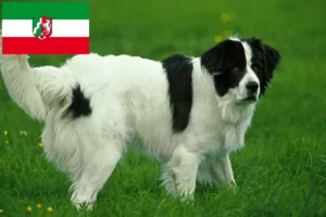 Read more about the article Landseer criadores e cachorros na Renânia do Norte-Vestefália