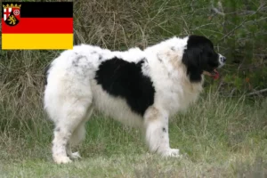 Read more about the article Landseer criadores e cachorros em Renânia-Palatinado
