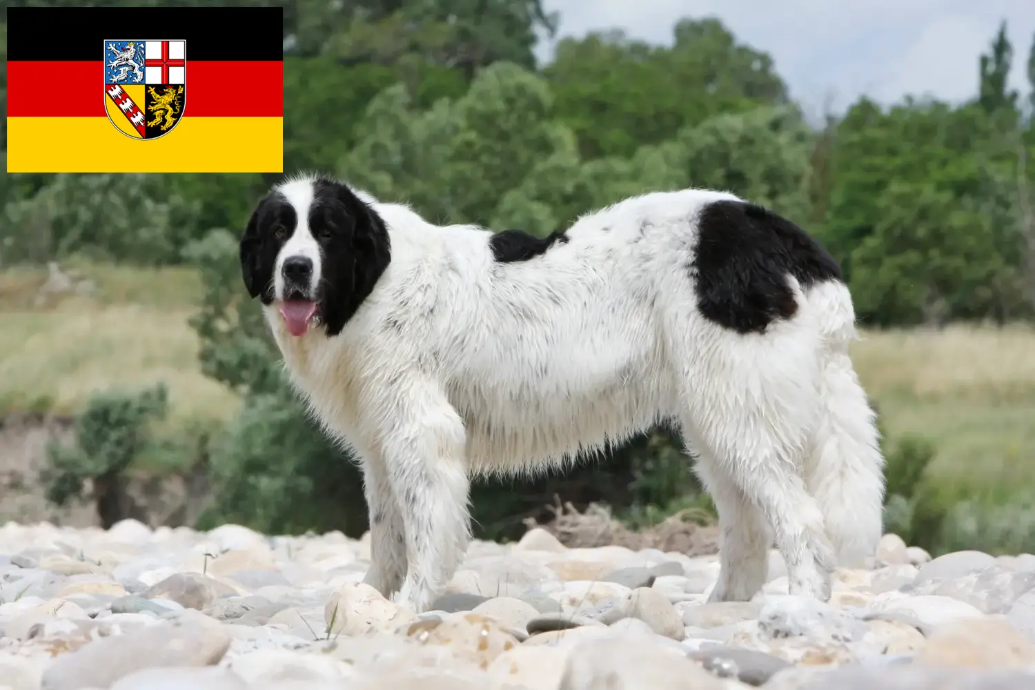Landseer cachorros e criador Sarre Aqui pode encontrar criadores de Landseer em Saarland.