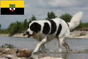 Read more about the article Landseer criadores e cachorros em Saxónia-Anhalt
