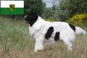 Read more about the article Landseer criadores e cachorros em Saxónia