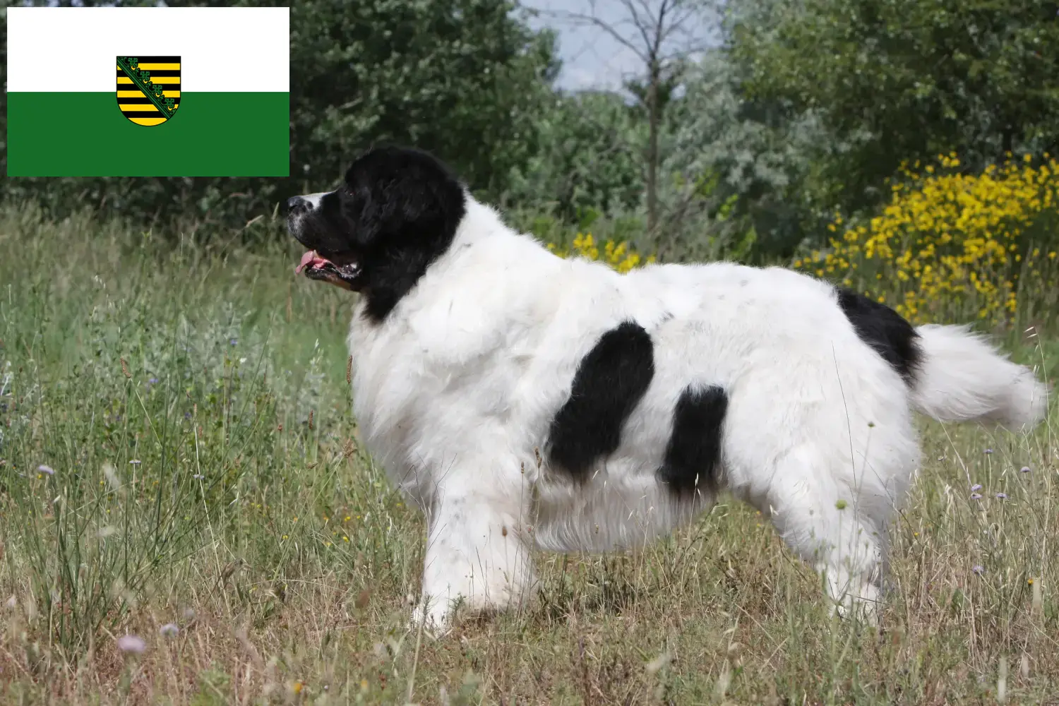 Landseer cachorros e criador Saxónia Aqui pode encontrar criadores de Landseer na Saxónia.