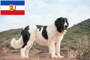 Read more about the article Landseer criadores e cachorros em Schleswig-Holstein