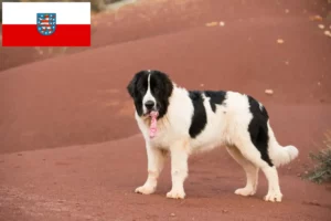 Read more about the article Landseer criadores e cachorros na Turíngia