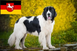 Read more about the article Landseer criadores e cachorros na Baixa Saxónia