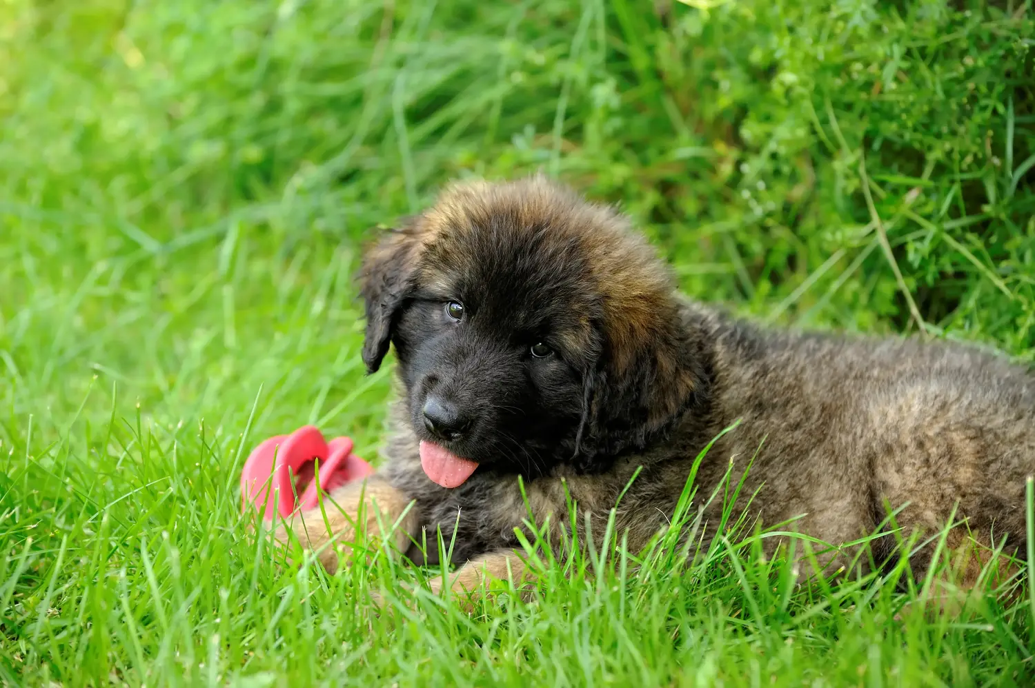 Comprar um cachorro Leonberger significa assumir a responsabilidade! Comprar cachorros Leonberger.