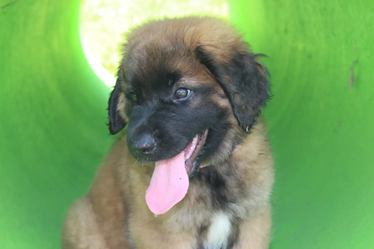 Comprar um cachorro Leonberger significa assumir a responsabilidade! Comprar cachorros Leonberger.