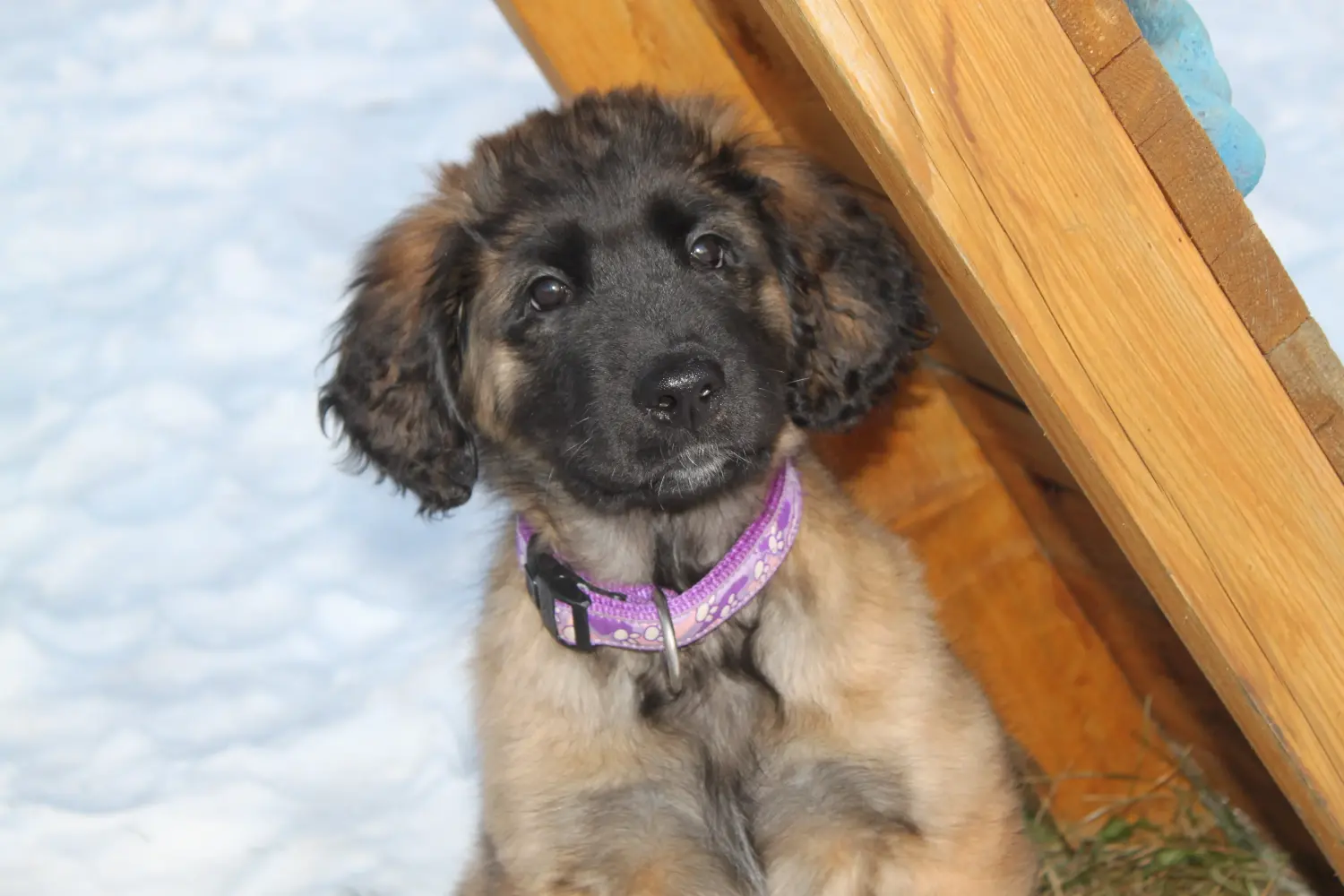 Comprar um cachorro Leonberger significa assumir a responsabilidade! Comprar cachorros Leonberger.