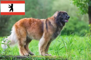 Read more about the article Criadores de Leonberger e cachorros em Berlim