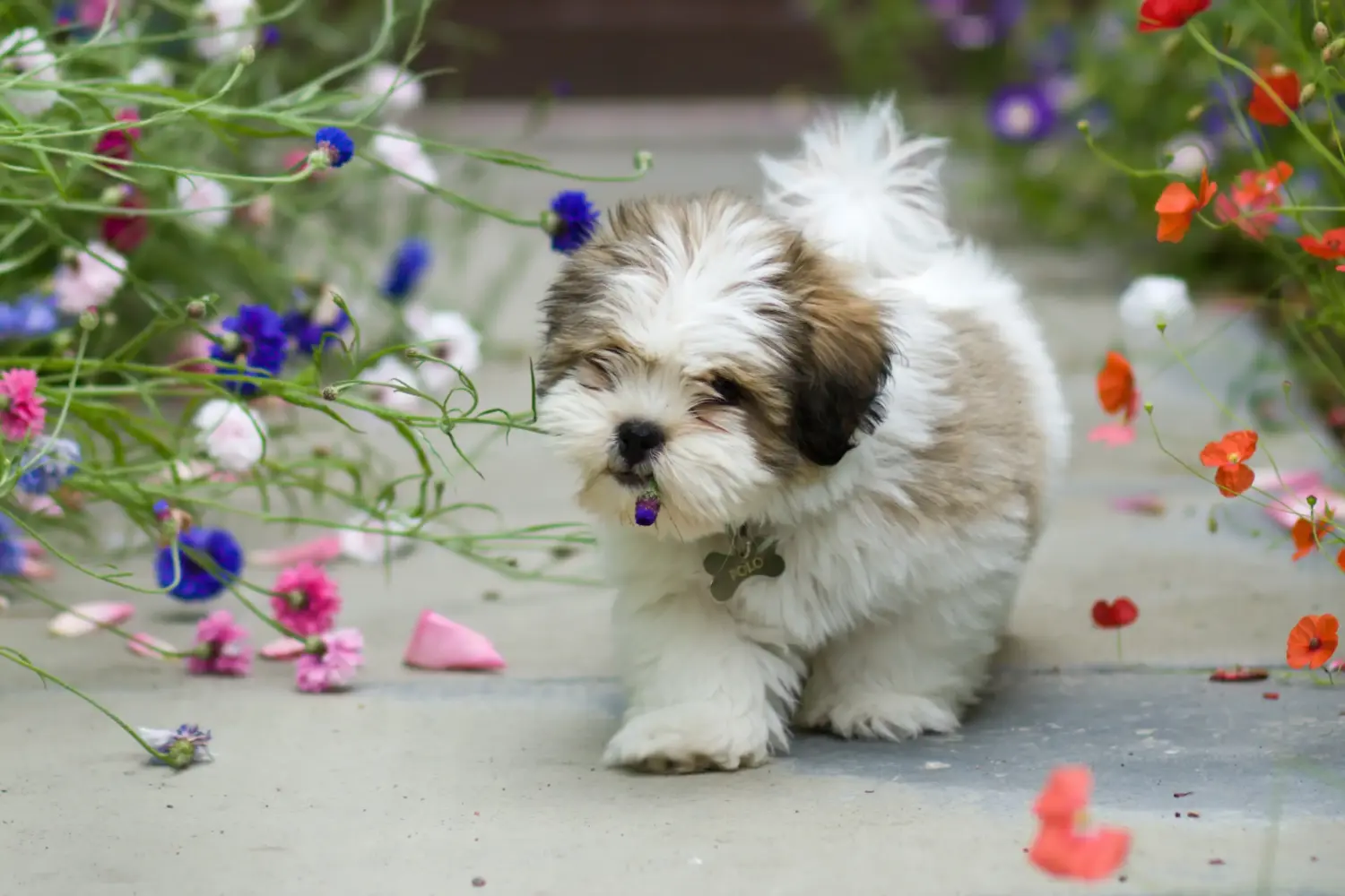 Comprar um cachorro Lhasa Apso significa assumir responsabilidades! Comprar cachorros Lhasa Apso.