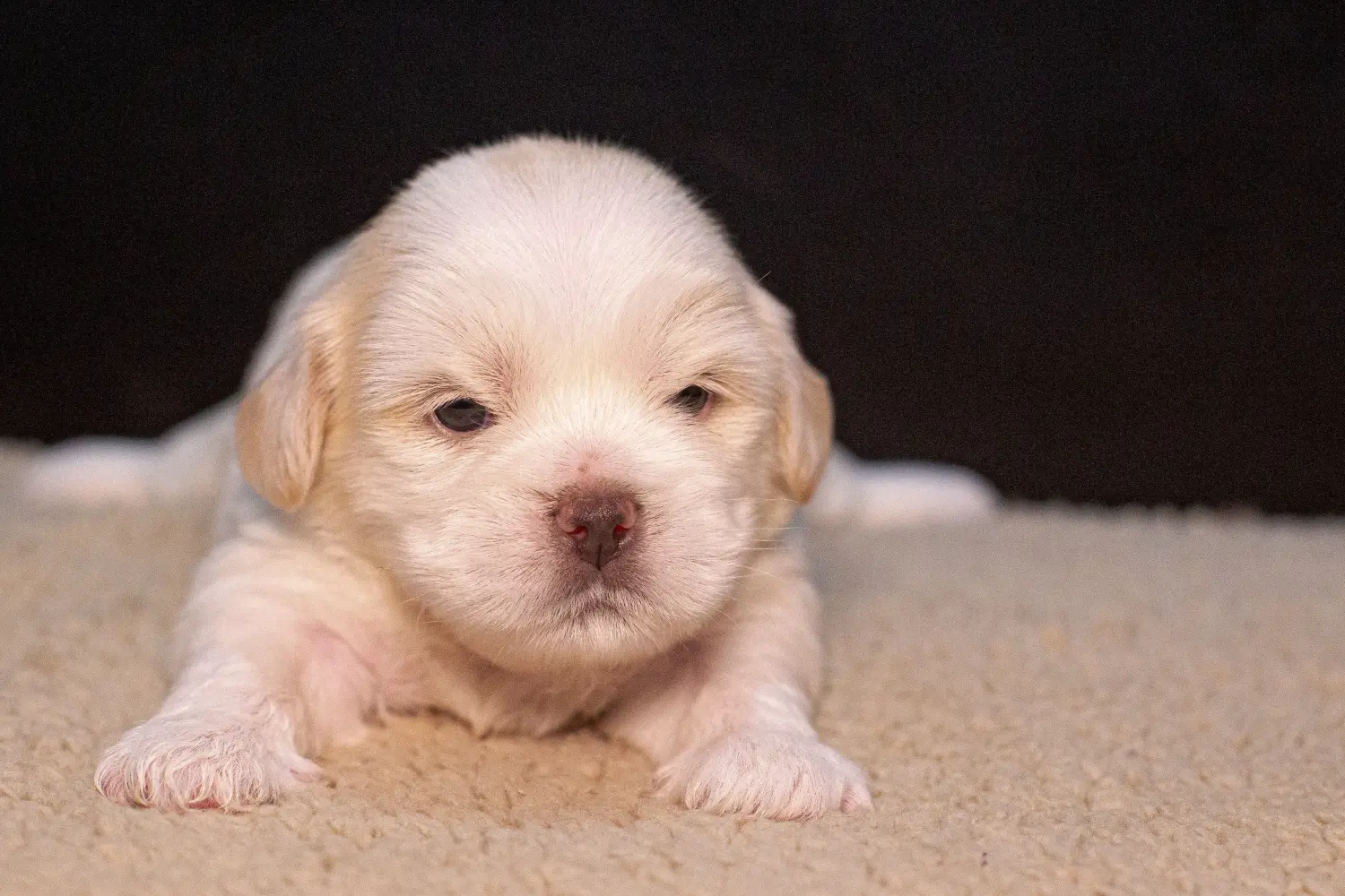 Comprar um cachorro Lhasa Apso significa assumir responsabilidades! Comprar cachorros Lhasa Apso.