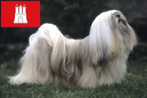 Read more about the article Criadores de Lhasa Apso e cachorros em Hamburgo