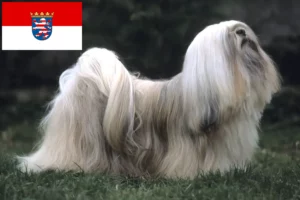 Read more about the article Criadores de Lhasa Apso e cachorros em Hessen