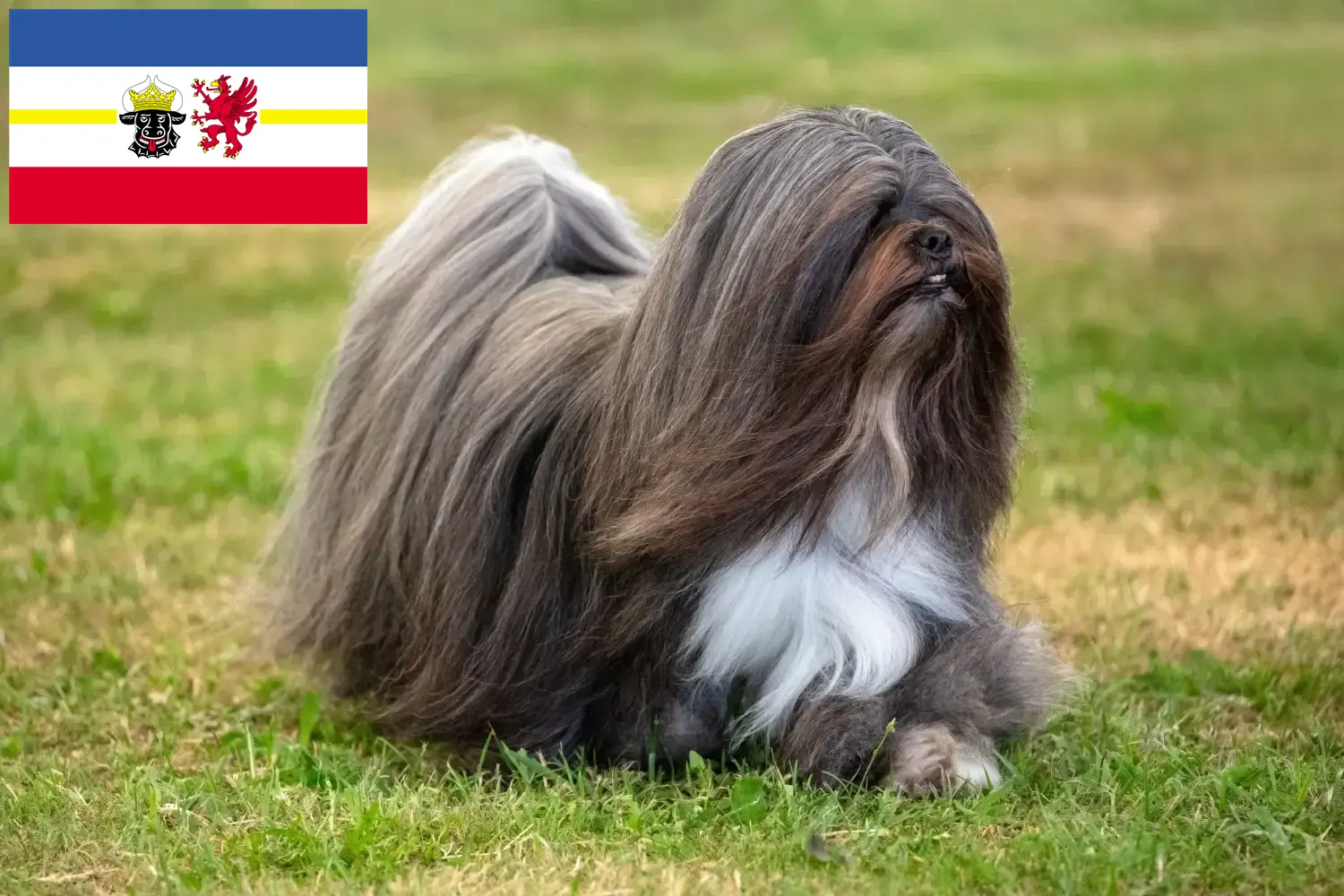 Read more about the article Criadores de Lhasa Apso e cachorros em Mecklenburg-Vorpommern