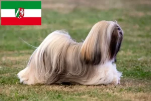 Read more about the article Criadores de Lhasa Apso e cachorros na Renânia do Norte-Vestefália