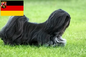 Read more about the article Criadores de Lhasa Apso e cachorros em Renânia-Palatinado