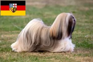 Read more about the article Criadores de Lhasa Apso e cachorros em Saarland