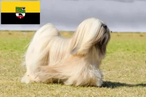 Read more about the article Criadores de Lhasa Apso e cachorros em Saxónia-Anhalt