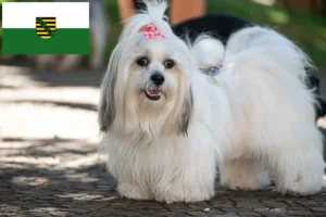 Read more about the article Criadores de Lhasa Apso e cachorros em Saxónia